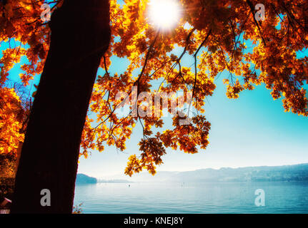 Arbre d'automne par le lac Hallwil, Argovie, Suisse Banque D'Images