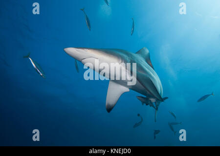 Blacktip shark swimming underwater, KwaZulu-Natal, Afrique du Sud Banque D'Images