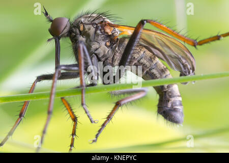 Dagger (Empididae) sur des prairies calcaires. Surrey, UK. Banque D'Images