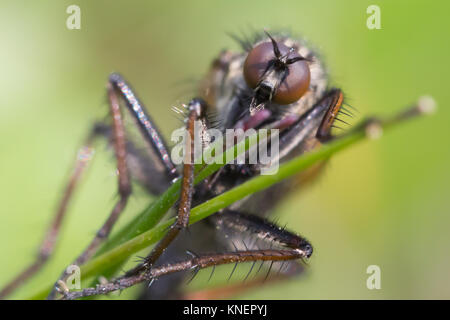 Dagger (Empididae) sur des prairies calcaires. Surrey, UK. Banque D'Images