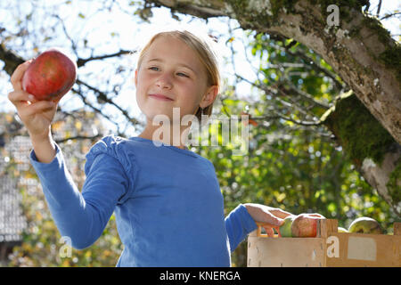 Jeune fille la cueillette des pommes dans les arbres Banque D'Images