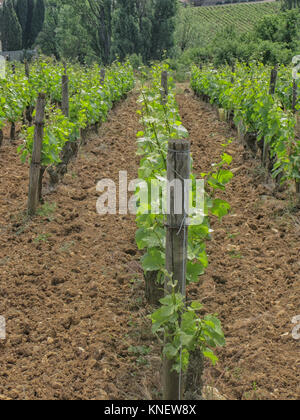 Grand cru vignoble dans la Côte d'or en Bourgogne, France Banque D'Images