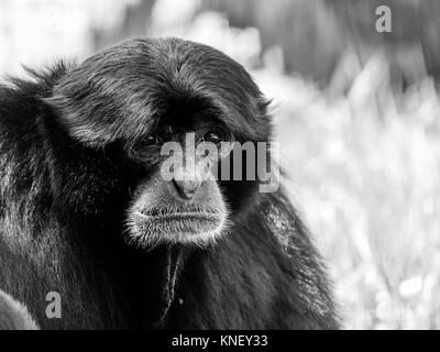 Black-Furred Siamang Gibbon Portrait Banque D'Images