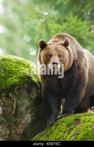 Ours brun (Ursus arctos), le Parc National de la forêt bavaroise, en Allemagne.