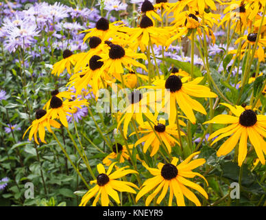 Les plantes en fleurs en RUDBECKHIA JARDIN DE STYLE PRAIRIE, Norfolk, England, UK Banque D'Images