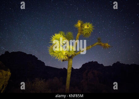 Joshua tree in desert at night Banque D'Images