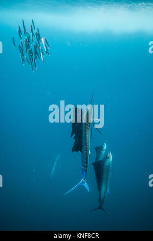 Baitballs sardine chasse voilier près de la surface Banque D'Images