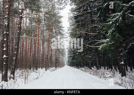 Forêt d'hiver route couverte de neige dans une Russie rurale Banque D'Images