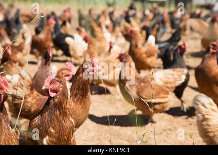 Plage de golden comet et black star poules sur ferme bio Banque D'Images