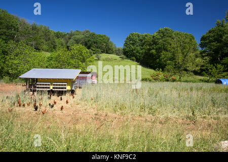 Terrain avec plage de golden comet et black star poules sur ferme bio Banque D'Images