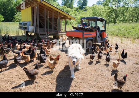 Portrait de chien de Montagne des pyrénées et golden comet et black star poules sur ferme bio Banque D'Images