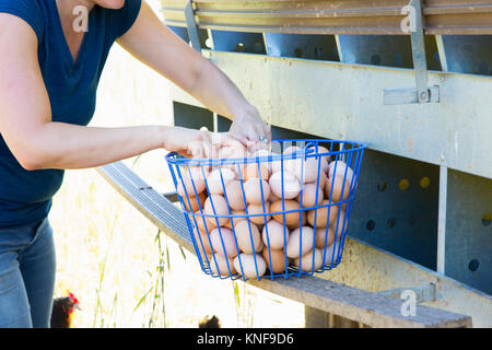 Mid section of woman panier de collecte des œufs de poules sur une ferme biologique Banque D'Images