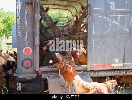 Golden comet et black star poules au poulailler on free range farm Banque D'Images