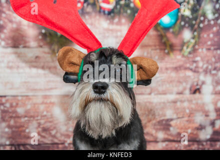 Schnauzer Mini Santa Banque D'Images