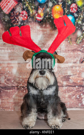 Schnauzer Mini Santa Banque D'Images