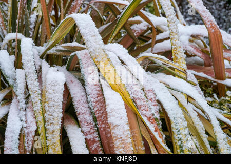 Jester Phormium Variegated Flax les feuilles des plantes dans des conditions d'hiver enneigé, England, UK Banque D'Images