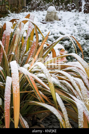 Panaché Phormium Jester Lin mature plante à feuilles persistantes en hiver, les conditions de neige, England, UK Banque D'Images