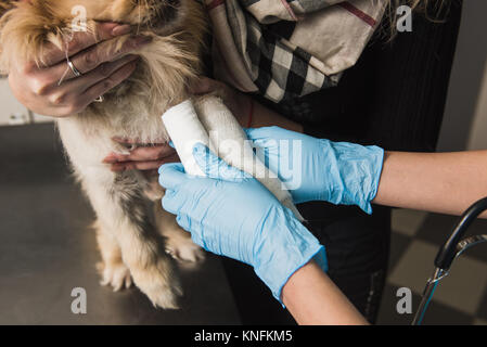 Close up de vétérinaire officiel mettant bandage sur patte de chien blessé Banque D'Images