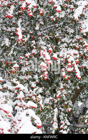 La neige a couvert Cotoneaster de baies. Banque D'Images