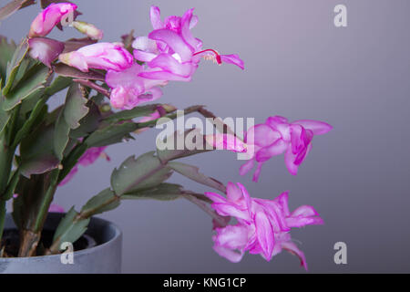 Rose fleurs de cactus de Noël schlumbergera dans un pot isolé sur fond blanc. Banque D'Images
