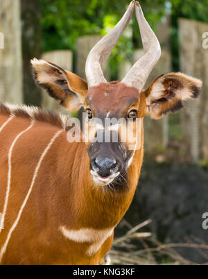 Bel animal - grande antilope bongo est extrêmement rare, ne laissant que des animaux au Kenya. Banque D'Images