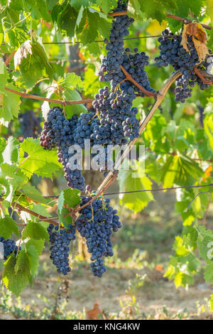 Grappes de raisin pourpre accroché sur la vigne. Prises dans le sud de la Toscane juste avant le coucher du soleil. Banque D'Images