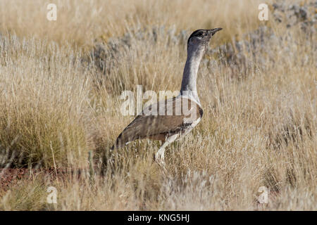 Australian Bustard (Ardeotis australis) Banque D'Images