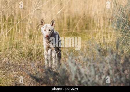 Dingo (Canis familiaris). Jupiter bien sur le Gary Junction Road, Western Australia, Australia Banque D'Images