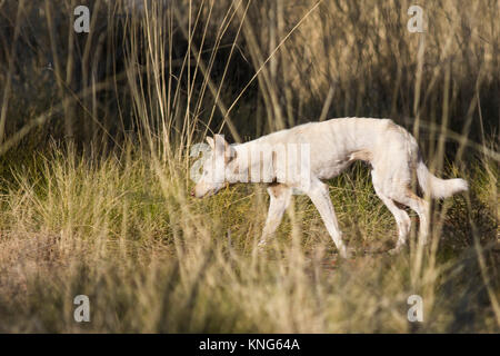 Dingo (Canis familiaris). Jupiter bien sur le Gary Junction Road, Western Australia, Australia Banque D'Images