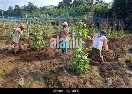 Les travailleurs agricoles des femmes travaillant sur un haricot niébé,ferme,Kerala Inde du sud,leguminoseae,asia,kerala,agriculture,agriculteur indien subramanian farmingpradeep Banque D'Images