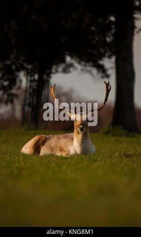 Cerf daim Banque D'Images