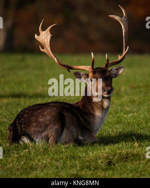 Animaux de Norfolk Banque D'Images