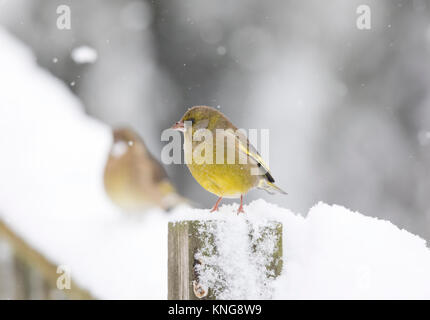 , Verdier (Carduelis chloris), dans la neige. Le Shropshire frontières. 2017 Banque D'Images