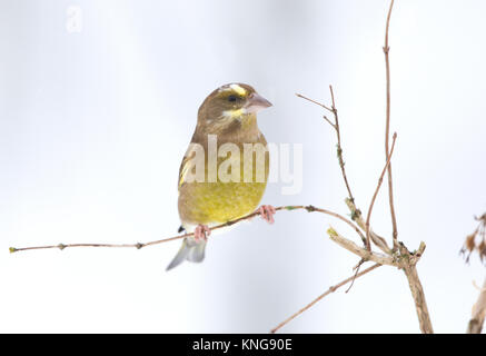 , Verdier (Carduelis chloris), dans la neige. Le Shropshire frontières. 2017 Banque D'Images