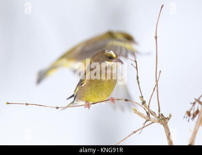 , Verdier (Carduelis chloris), dans la neige. Le Shropshire frontières. 2017 Banque D'Images