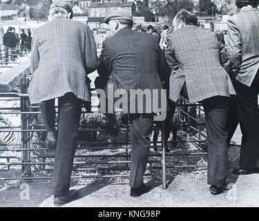 Image candide des éleveurs d'ovins à l'ancienne,Welshpool Powys, le bétail marché, uk Banque D'Images