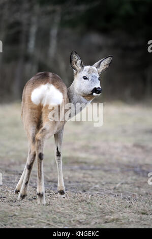 Red Deer dans leur habitat naturel Banque D'Images
