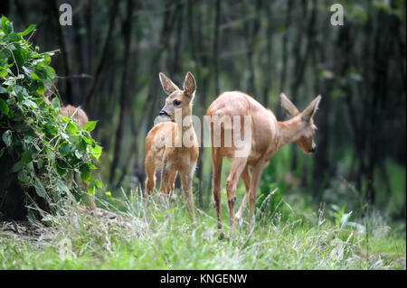 Jeune cerf en forêt d'été Banque D'Images