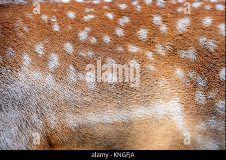 La texture de l'axe réel fourrure cerf sika Banque D'Images