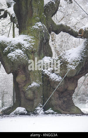 Le Major Oak avec une mince couche de neige, la forêt de Sherwood, Edwintsowe, Nottinghamshire Banque D'Images