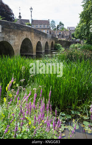 Bien que la floraison de la salicaire pourpre est une jolie fleur vivace marginal, avec des nénuphars et iris, il peut avoir un effet sur l'écoulement de l'eau inondation lorsque Banque D'Images