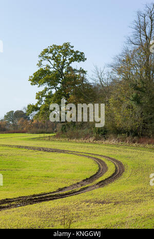 Sentier boueux d'un véhicule agricole, qui passe à travers un champ de cultures qui commencent au début de l'hiver dans le Wiltshire UK Banque D'Images