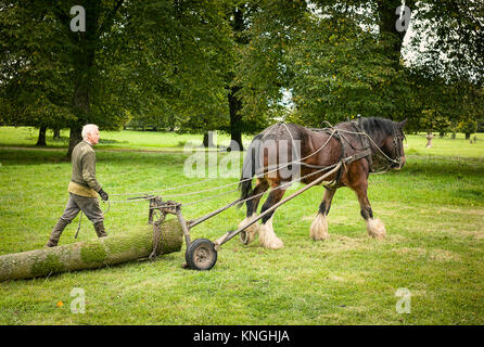 Un cheval lourd transportant un tronc d'arbre abattu pour montrer comment les chevaux une fois travaillé à la foresterie en UK Banque D'Images