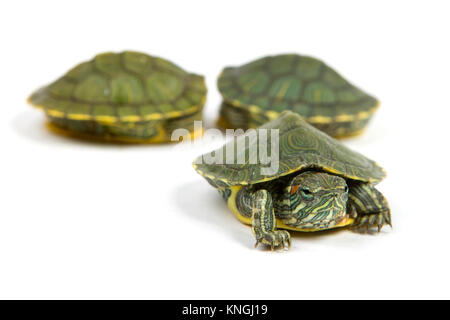 Funny tortue verte sur le défilé ou marcher autour de isolé sur fond blanc Banque D'Images