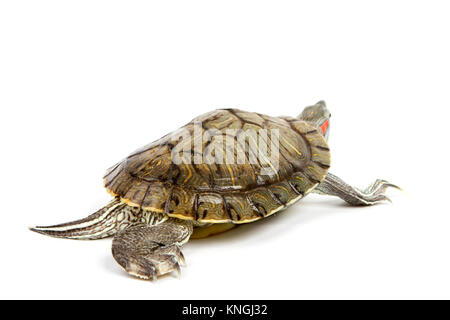 Funny tortue verte sur le défilé ou marcher autour de isolé sur fond blanc Banque D'Images