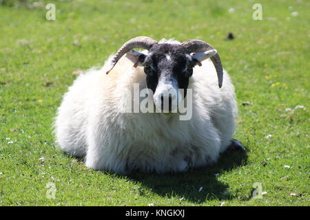 Les moutons écossais ayant un repos bien mérité sur l'herbe. Prises en Écosse (Fort William) Banque D'Images
