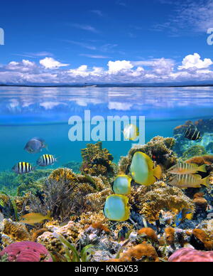 Sur et sous la mer avec ciel nuageux ciel bleu reflété sur l'eau en surface et sous un récif de corail colorés de poissons tropicaux Banque D'Images