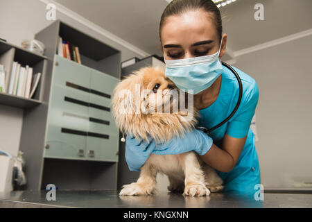 Femme vétérinaire est serrant un chien au cours d'un checkup Banque D'Images