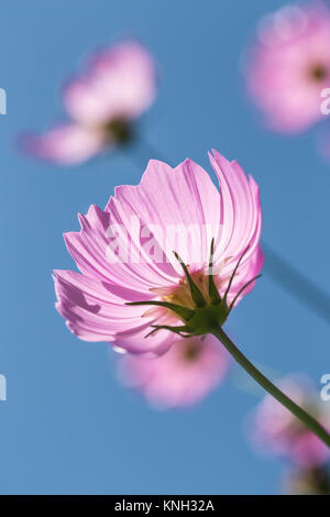 Fermer l'accent scène de cosmos rose fleur avec ciel bleu. Banque D'Images