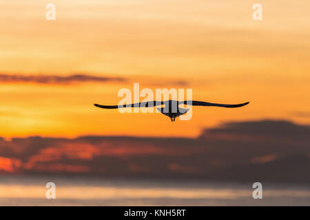 La silhouette du flying seagull avec sunrise scène à Bangpu beach, Samutprakarn de Thaïlande. Les mouettes viennent à Bangpu chaque saison d'hiver. Banque D'Images